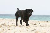 CANE CORSO 649